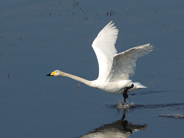 Laulujoutsen, Whooper Swan, Cygnus cygnus